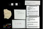 Foto (Objekt + Etikett) von Mesogalathea striata (Remes 1895)  (NHMW-GEO-2014-0194-0779)